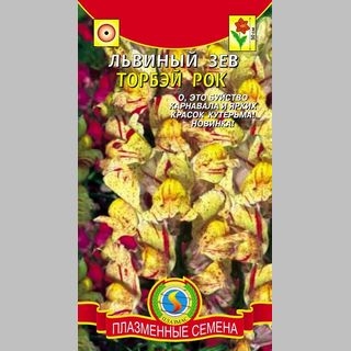 Львиный зев Торбей рок