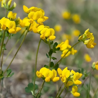 Лядвенец рогатый Солнечная Лужайка