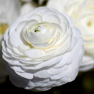 Лютик Цветущая долина белая F1 (Ранункулюс)