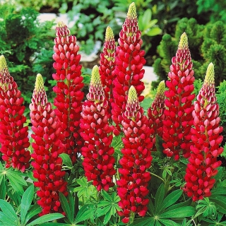 Люпин Рубин