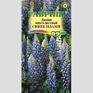 Люпин Синее пламя (Рассела)