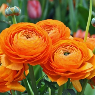 Лютик Цветущая долина оранжевая F1 (Ранункулюс)