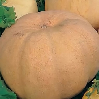 Тыква Мадам