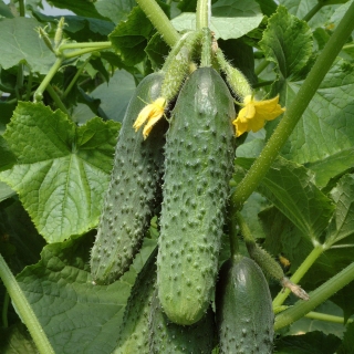 Огурец Маэстро F1