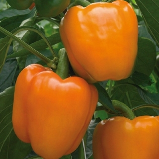 Перец Магно F1