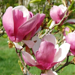 Магнолия Суланжа (большой пакет)