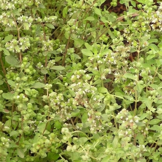 Майоран Термос