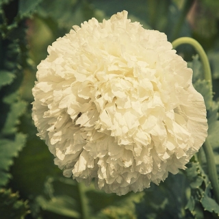 Мак Крем пионовидный Махровый