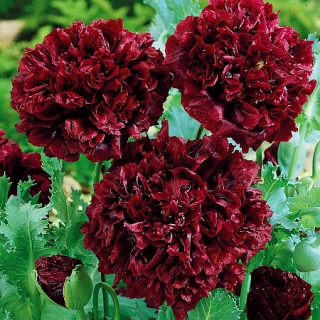 Мак Чёрный пионовидный