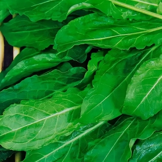 Щавель Малахит