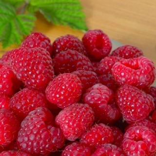 Малина Джоан Джей