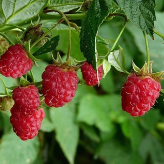 Малина Элегантная