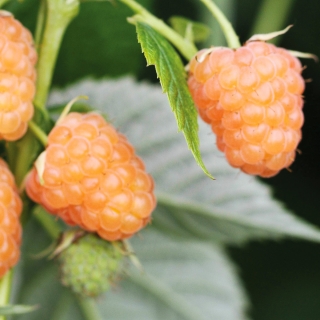 Малина Золотые купола ремонтантная