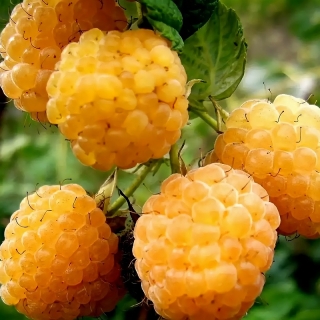 Малина Желтая ягодка