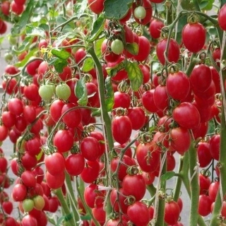 Томат Малиновое пламя F1