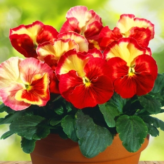 Виола Малиновый восторг F1 (Виттрока)