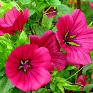 Малопа Бриллиантовая роза (трехрассечённая)