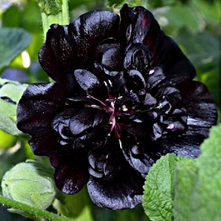 Шток-роза Чёрный вихрь