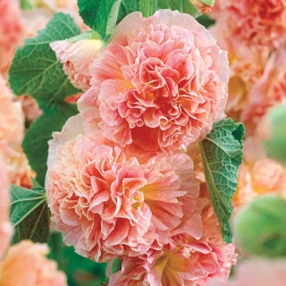 Шток-роза Лососево-розовая