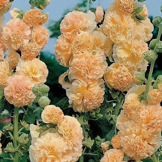 Мальва Ореховый спас