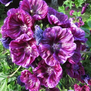 Мальва Палермо