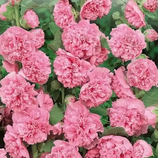 Мальва Яблоневый флер