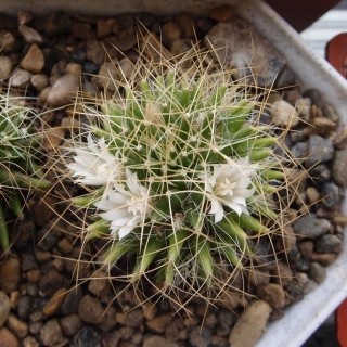 Маммиллярия Камптотриха Мексиканские звезды