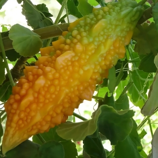 Момордика Желтый дракон