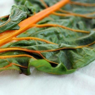 Мангольд Оранжевый