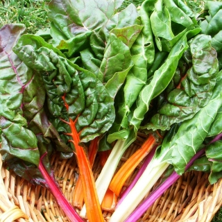 Мангольд Весенняя радуга смесь