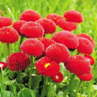 Маргаритка Фрау красная