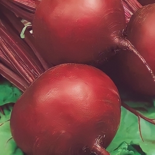 Свекла Матрона СеДеК