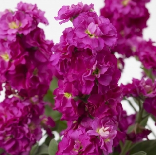 Левкой Фокс