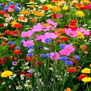 Мавританский газон Летняя сказка (большой пакет)