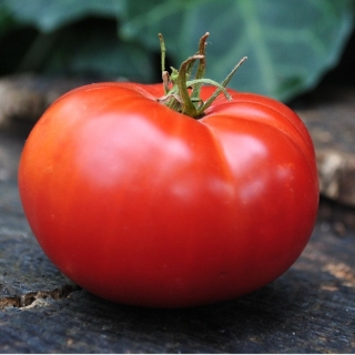 Томат Мау Фей (большой пакет)