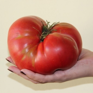 Томат Лапа Медведя
