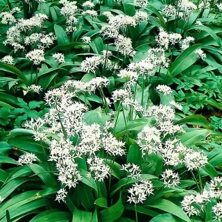 Черемша Медвежонок