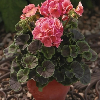 Пеларгония Мефисто F1 Салмон