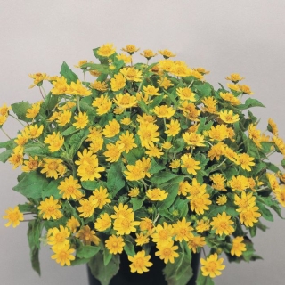 Меламподиум Меланья