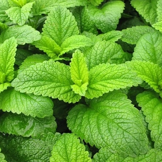 Мелисса Изумруд