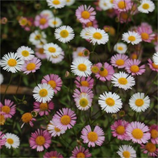 Мелколепестник Изобилие карвинского (Эригерон) (большой пакет)