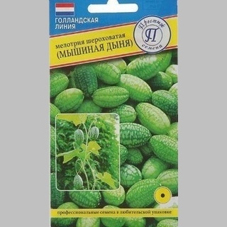 Мелотрия шероховатая