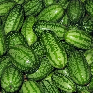 Мелотрия Полосатик (Мышиная дыня)