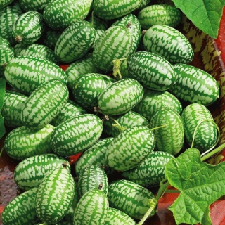 Мелотрия Малютка