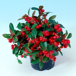 Гаультерия Merry Berry Big Red (большой пакет)