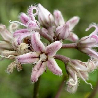 Метаплексис Японский (большой пакет)