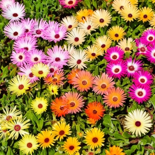 Мезембриантемум Живые камни