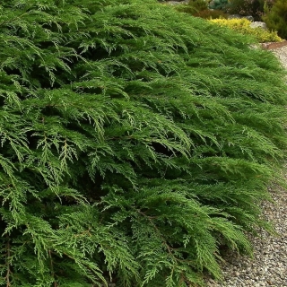 Микробиота перекрестнопарная  (большой пакет)