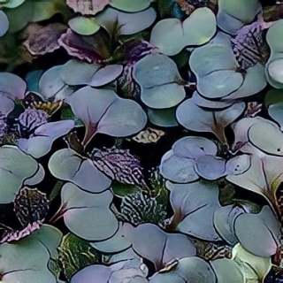 Микрозелень Горчица красная Красный вельвет