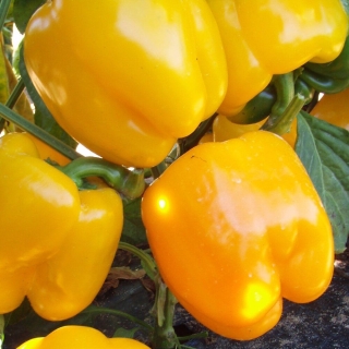 Перец Милдред F1